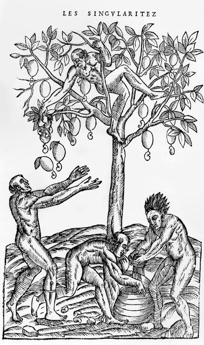 Collecting Nuts for Wine Making, from Singularities of France Antarctique, by Andre de Thevet, 1558 by French School